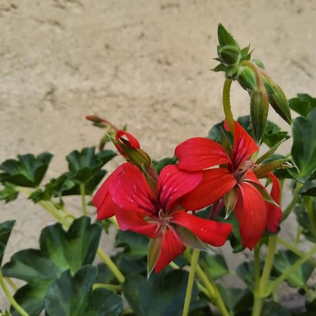 Ome Corte Martinola Bed&Breakfast In Franciacorta المظهر الخارجي الصورة