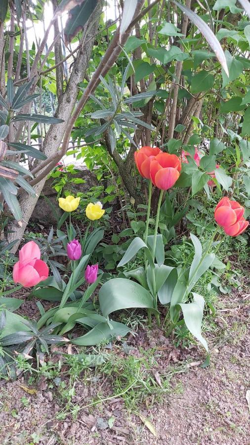 Ome Corte Martinola Bed&Breakfast In Franciacorta المظهر الخارجي الصورة